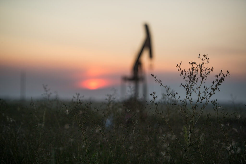 A plant in the foreground against the silhouette of a oil pump jack and sunset.