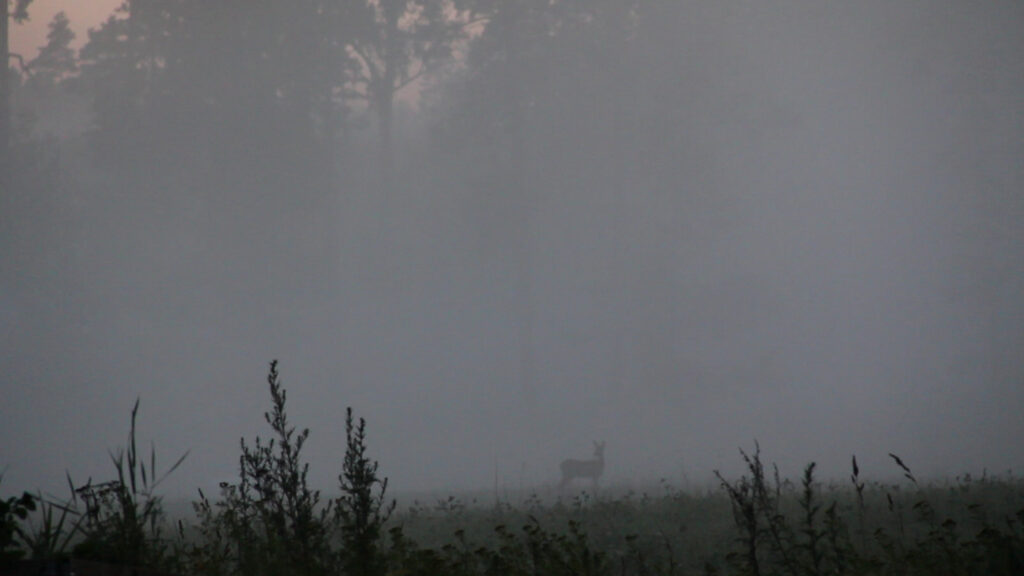 A smoky landscape with a small deer.