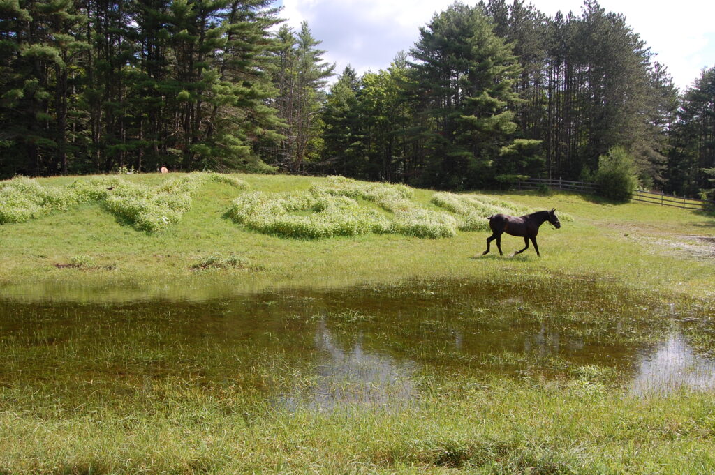 A horse running in a grassy field.