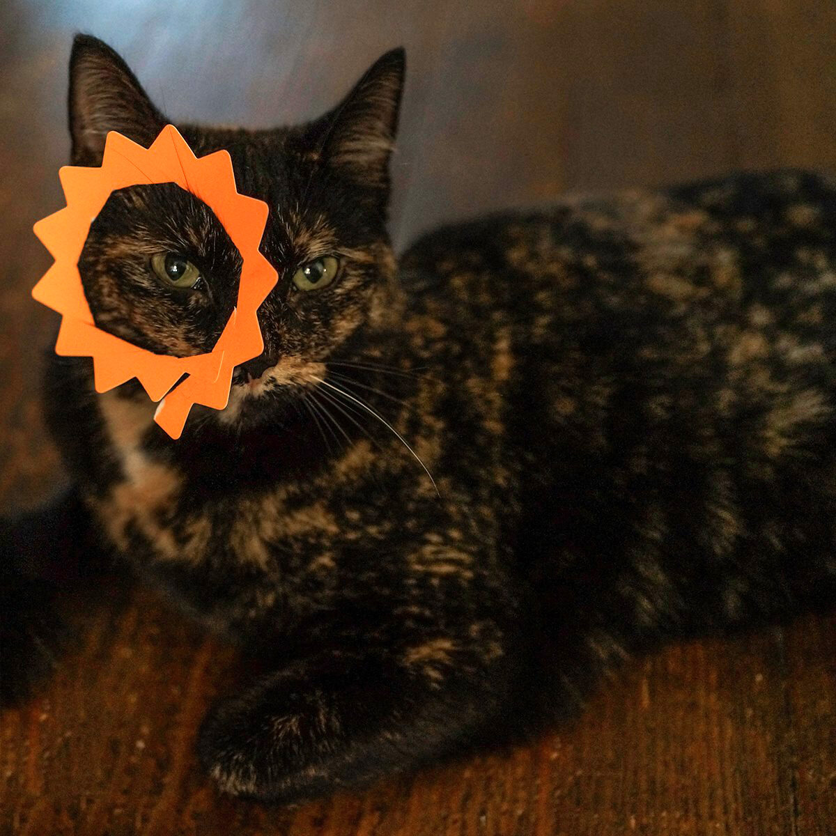 Speckled cat with paper cut out sunflower over its right eye.