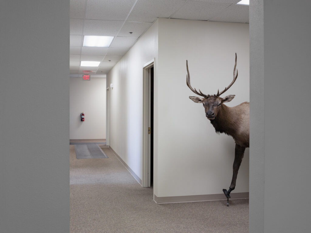 A taxidermied buck in a hallway.