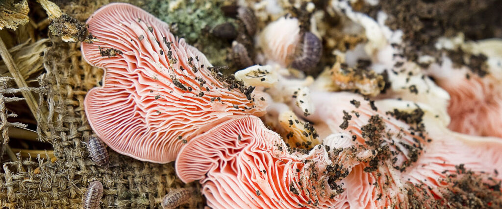 Closeup of some pink mushrooms