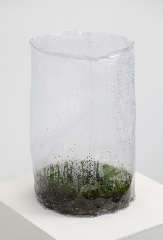 Plastic container containing moss and condensation.