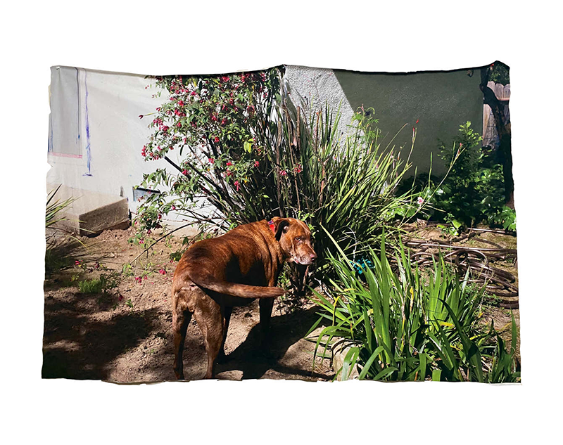Photograph of a brown dog standing among plants, printed on a loosely hanging fabric.