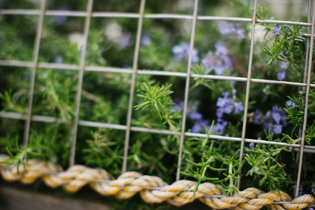 flowering rosemary in a planter box