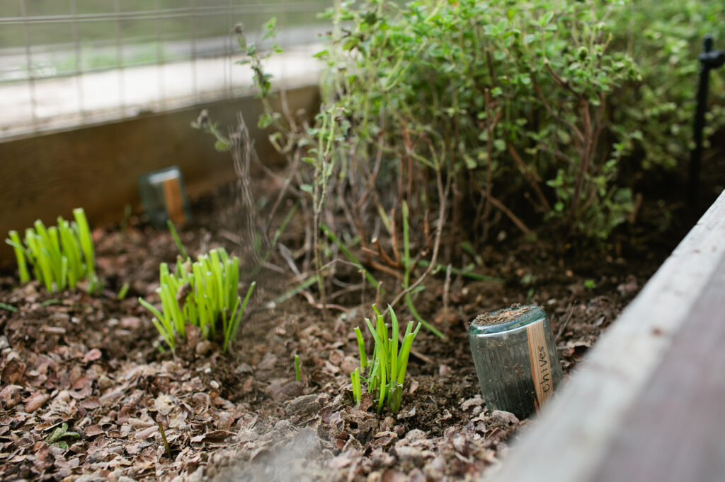 herbs in a planter box