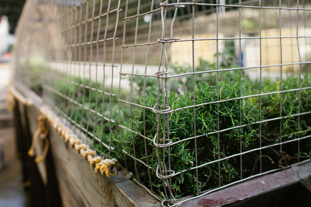A planter box with herbs