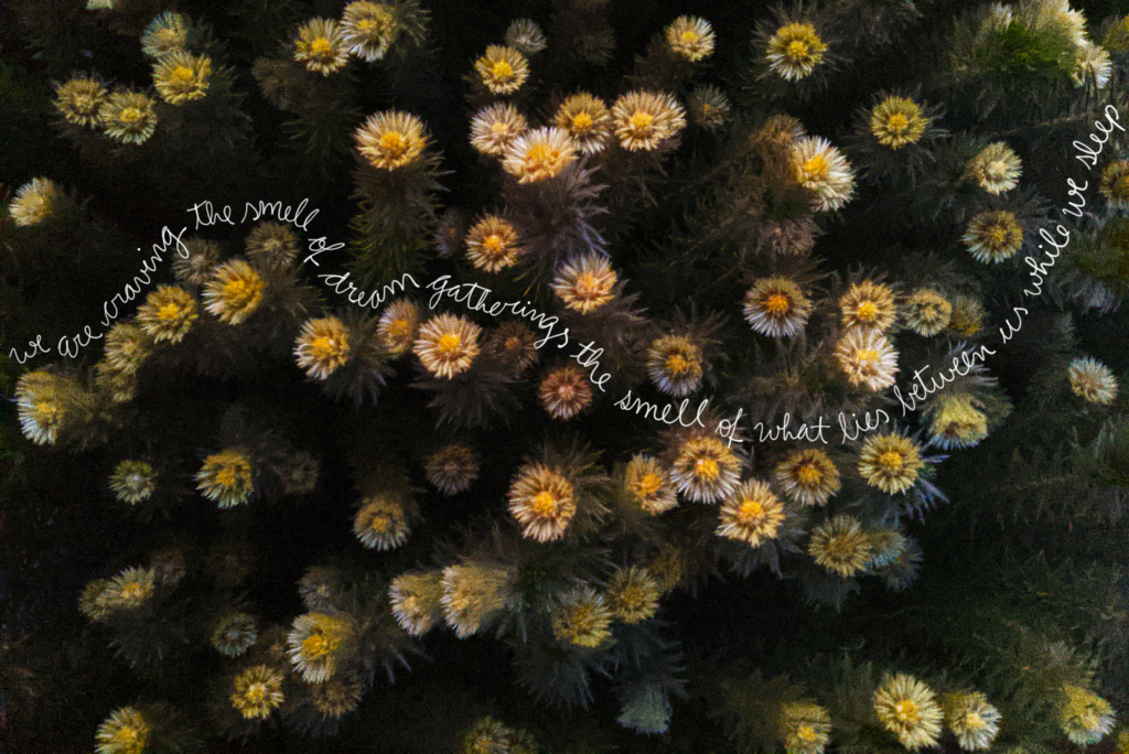 photo of flowers overlaid with text