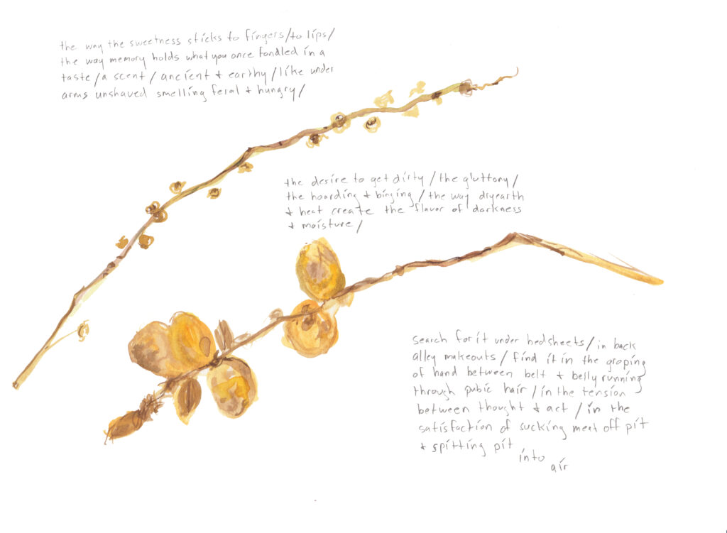 a watercolor drawing of dates on a branch