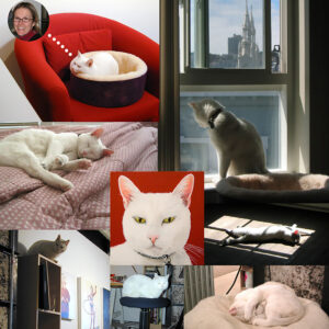 A collage of photos of Powder, a white cat, sitting and lying in various poses and settings, surrounding a small painted portrait of the same cat against a red background; one photo features Powder in a cat bed on a red chair with a thought bubble featuring a photo of Deborah Hamon.