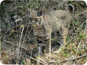 A small Bobcat in the grass