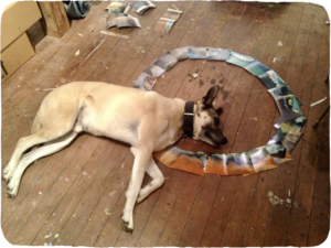 A large brown dog lying on a wood floor, its head within a ring of photographs