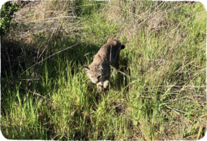 A small bobcat in the grass