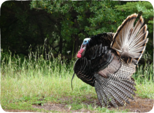 A large turkey with a fan tail