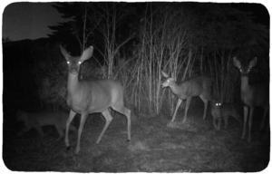 A black and white photo with various deer and bobcats caught in a camera flash