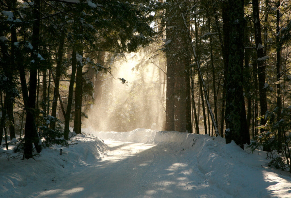 A snow covered roads in pine trees