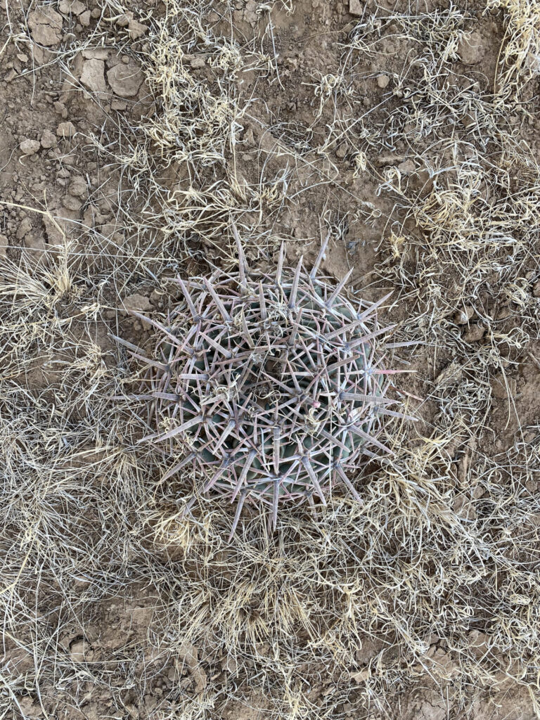 A small, round, spiny cactus