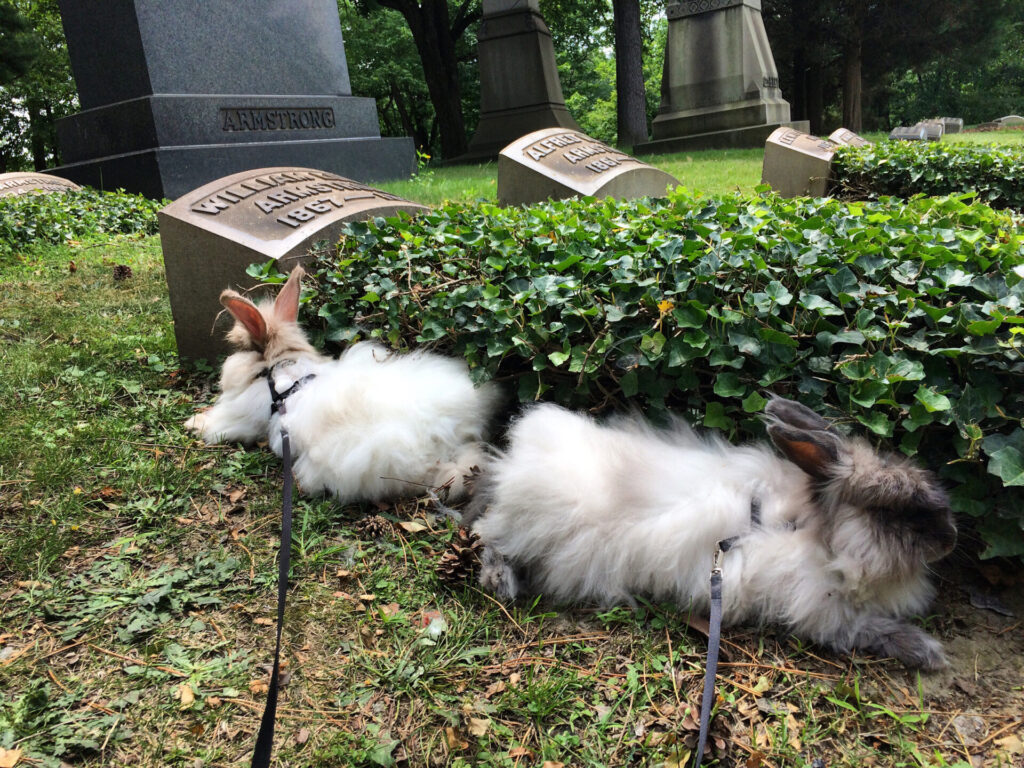 Two shaggy rabbits under a bush