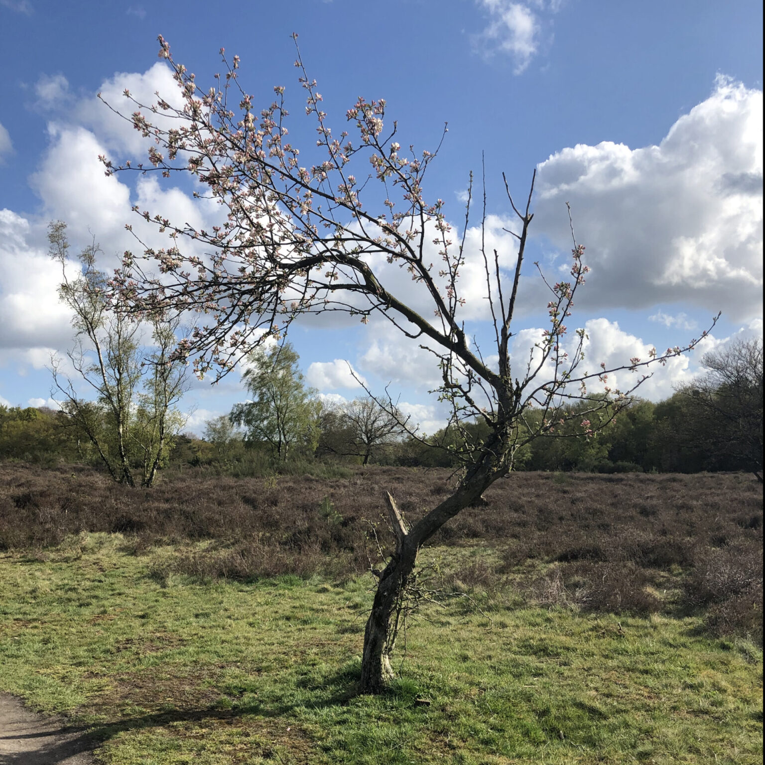 A crooked cherry tree in bloom