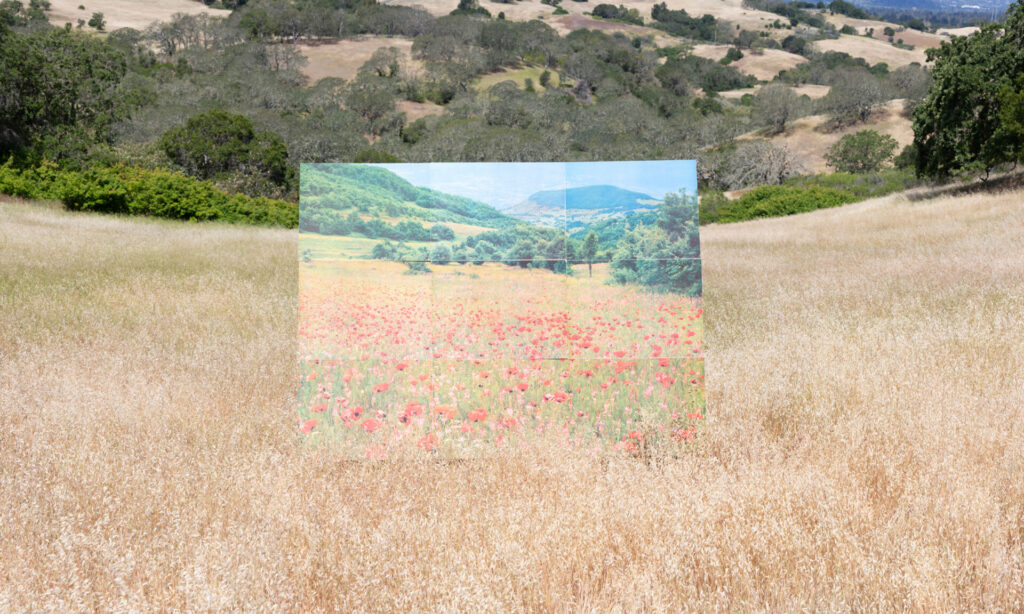 A photograph of a large photograph of a flowering meadow, standing in a meadow.
